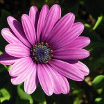 South African daisy -Osteospermum_ecklonis