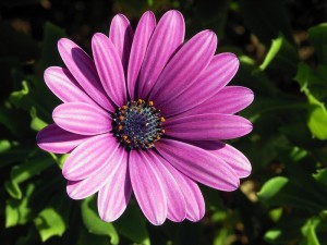 South African daisy -Osteospermum_ecklonis