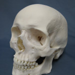 Human_Skull