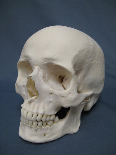 Human_Skull
