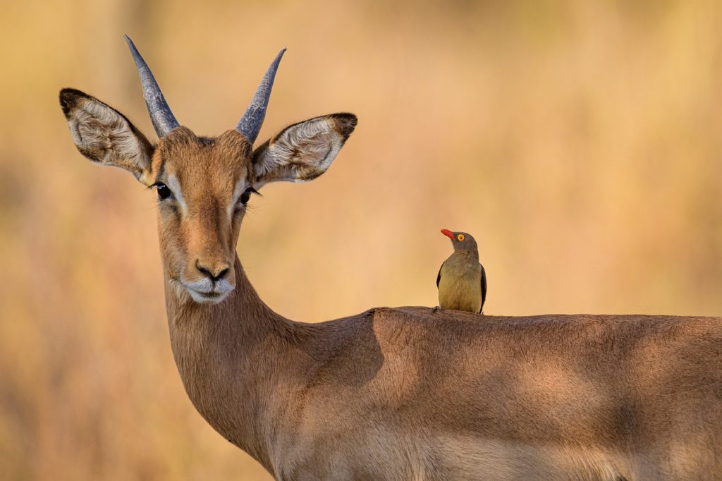 impala