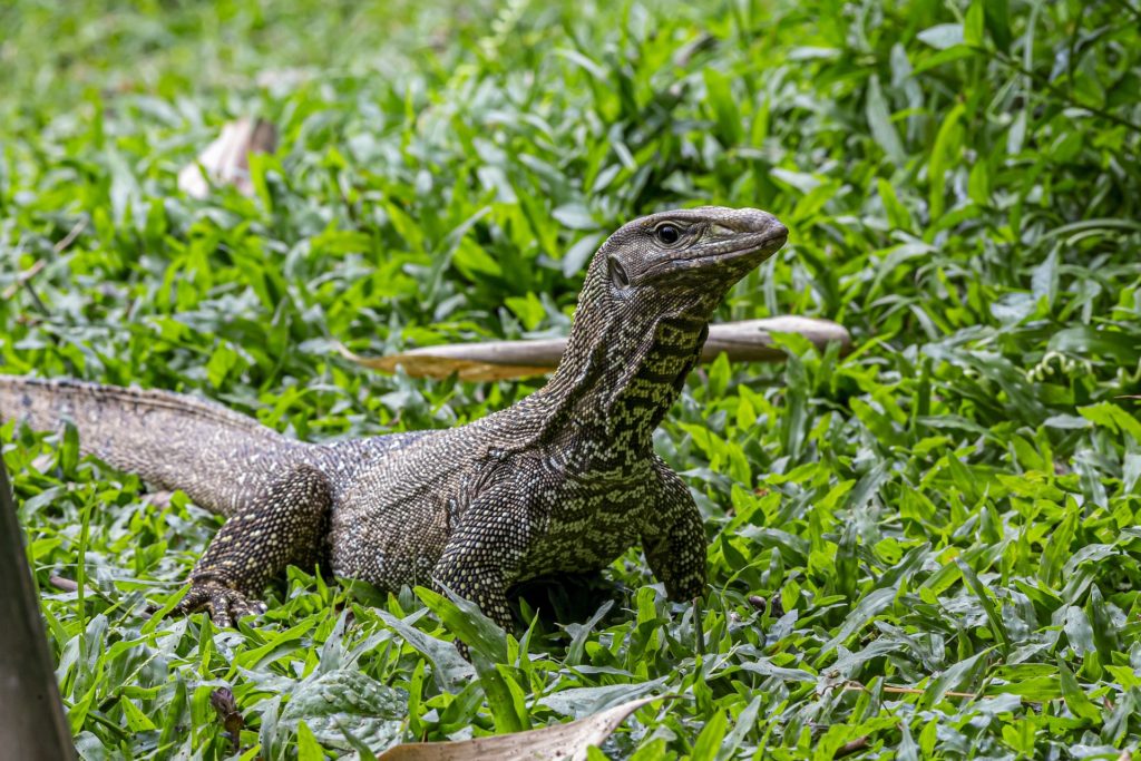 monitor lizard