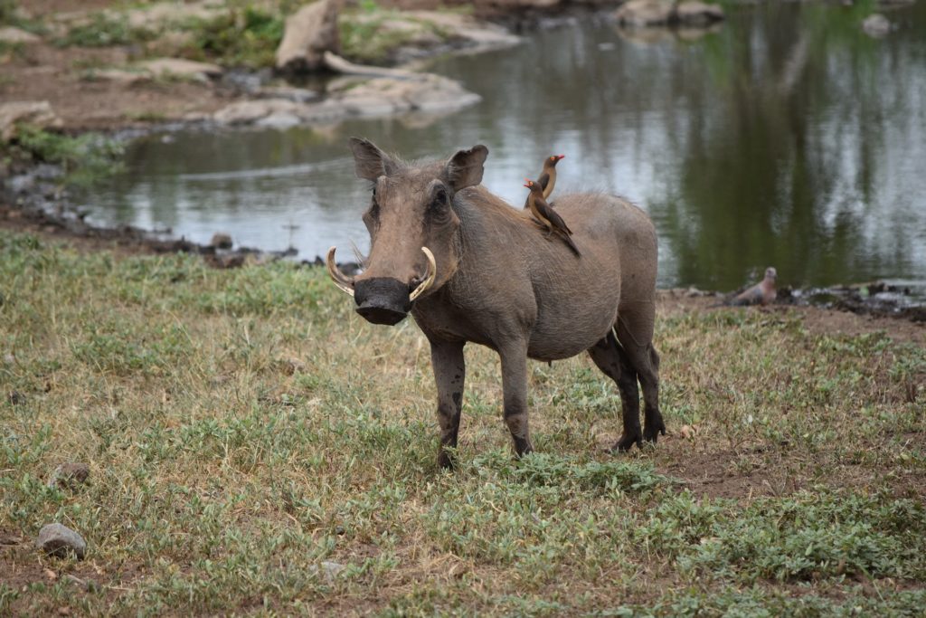 warthog