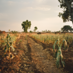 Ruined-maize-crop-due-to-drought